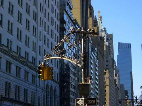 NYC_2012-11-22 13-05-44_P1070505